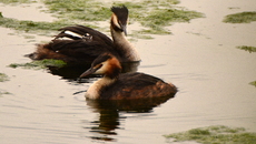 Haubentaucher (14).JPG